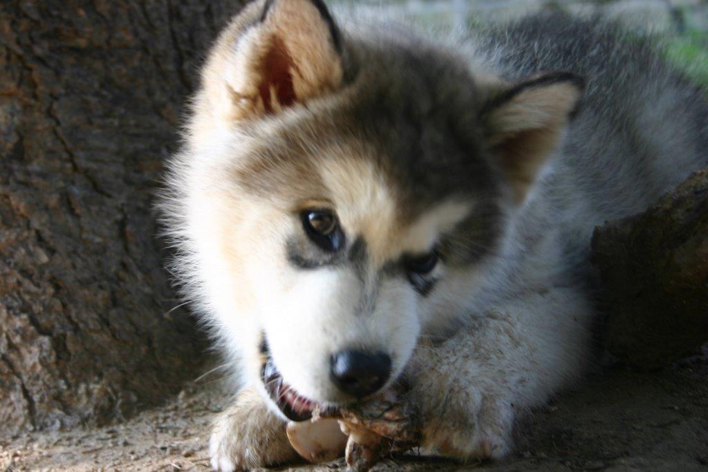 Abenteuernachmittag auf dem Huskyhof Dreisessel