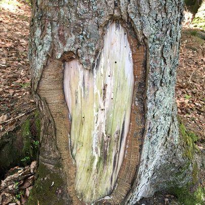 Herzerwärmung – vom Kopf ins Herz wandern