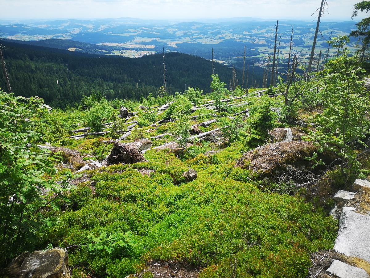 Den Urwald am Dreisessel erleben