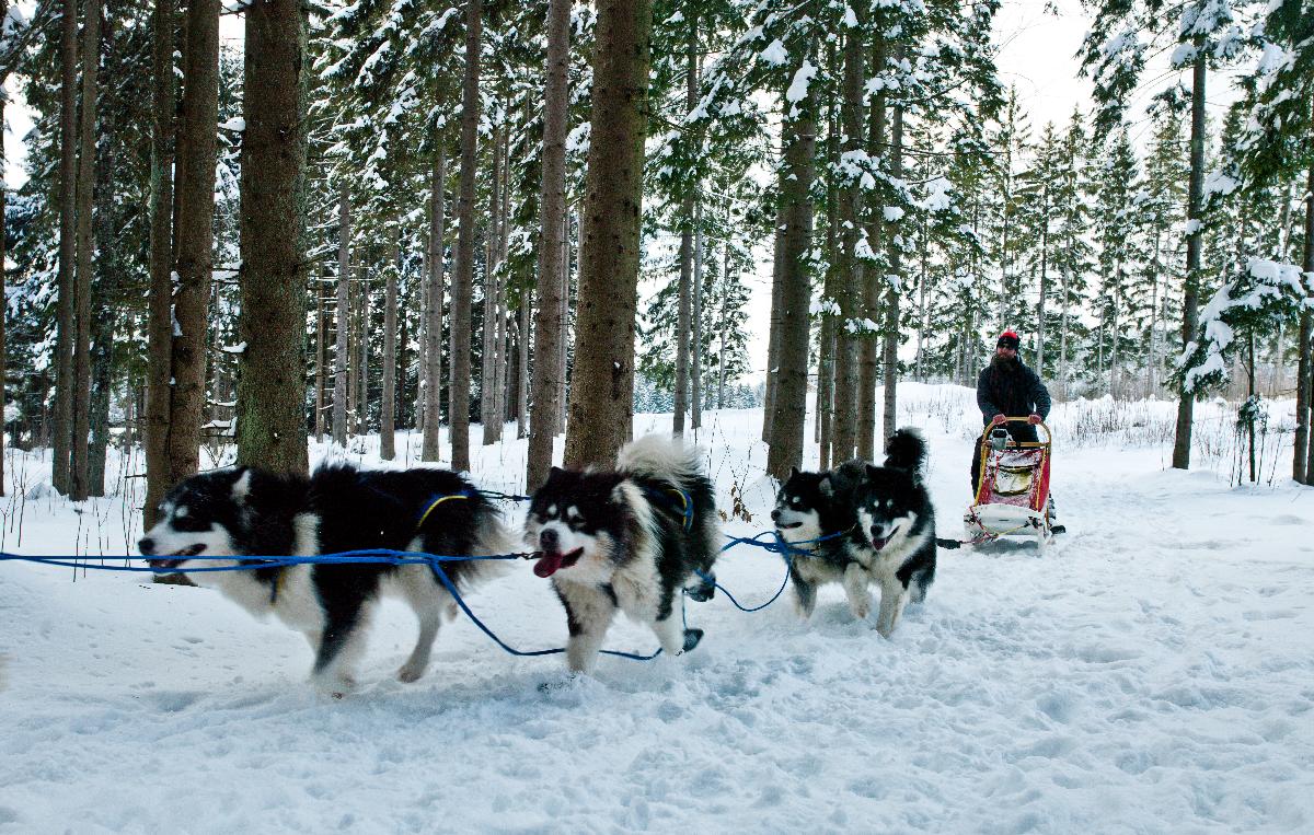 Schlittenhundeworkshop WEEKEND SPECIAL