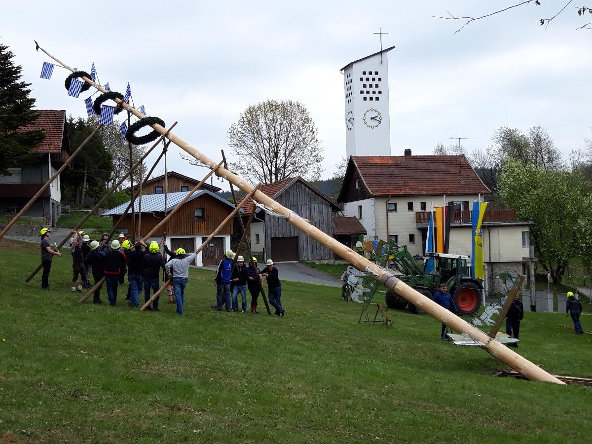 
                                                            Maibaum
                                                        