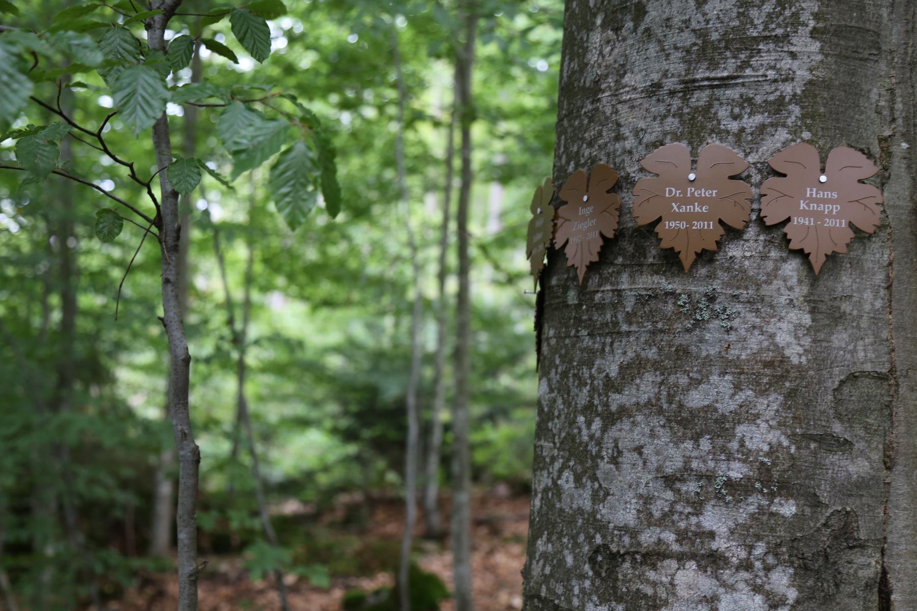 Trauerwald Bayerisch Eisenstein