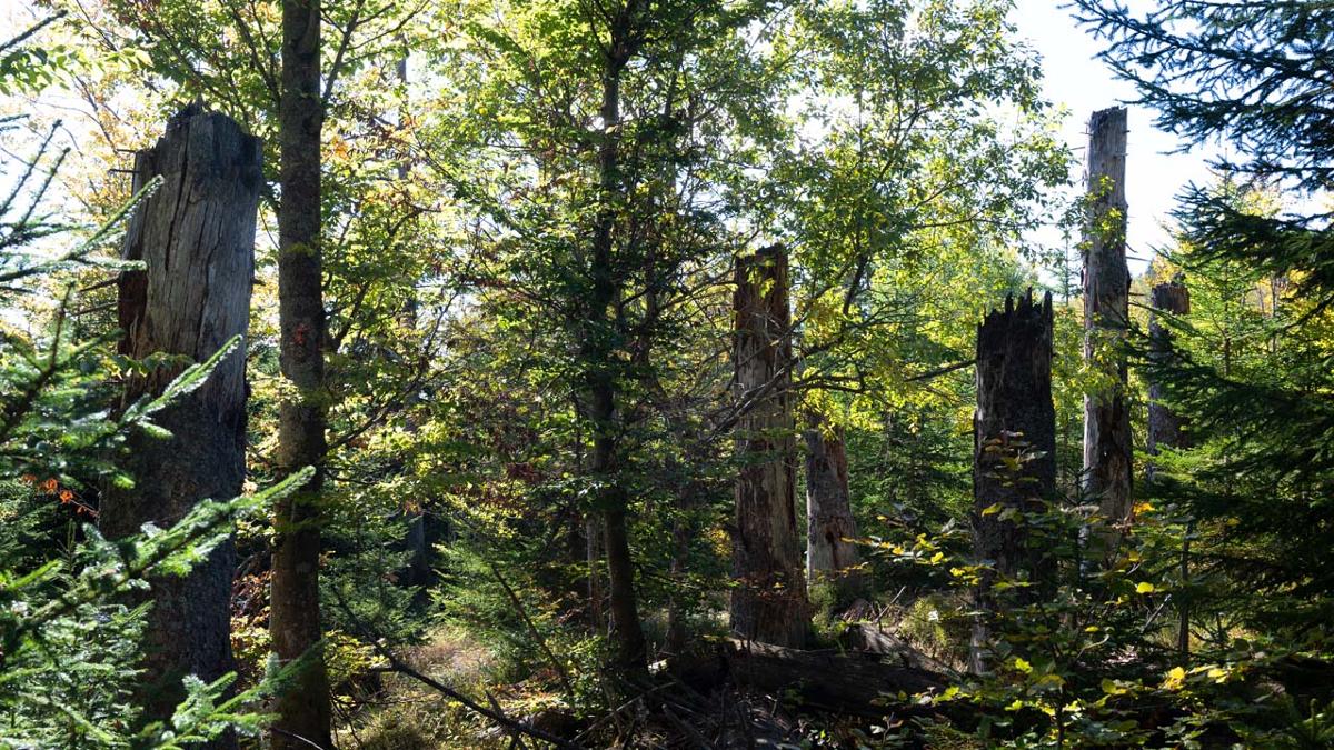 Nationalpark exklusiv - "Bäume sind lebendige Wesen"