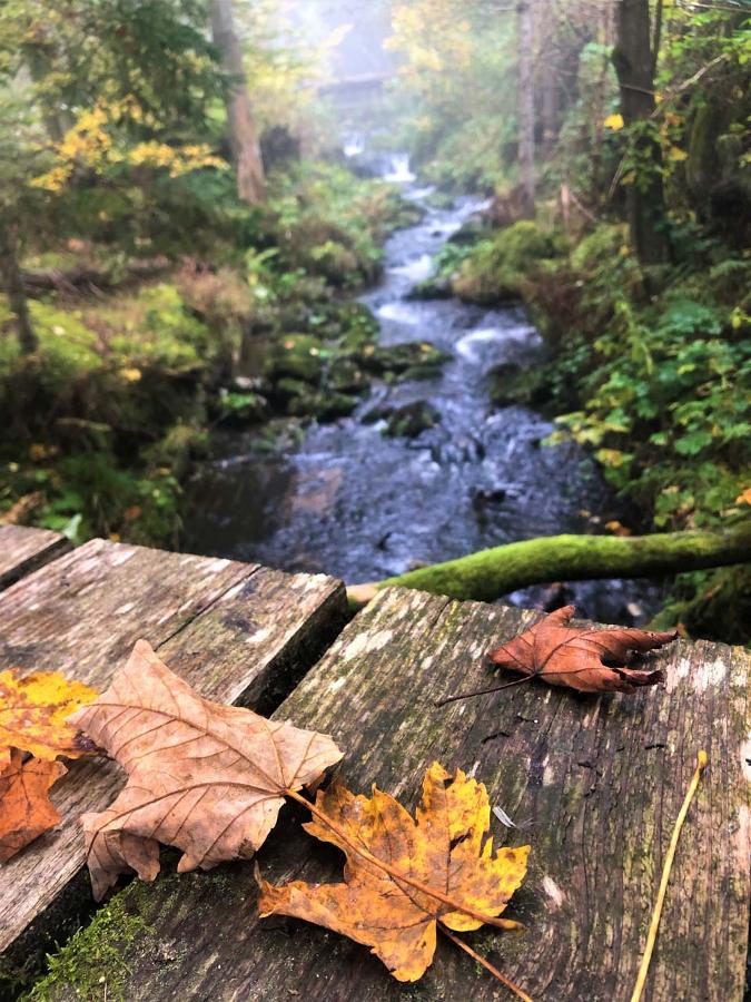 Nationalpark und Schöpfung - "Wenn das Jahr müde wird!"