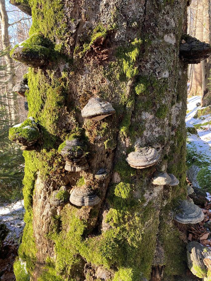 Urwaldspaziergang