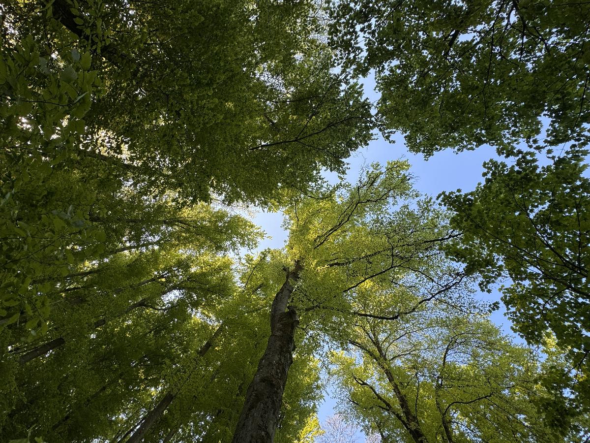 Baumkronen im Frühling