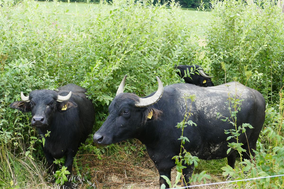 Wasserbüffelbeweidung im Naturpark