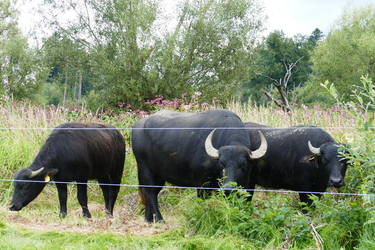 Wasserbüffelbeweidung 