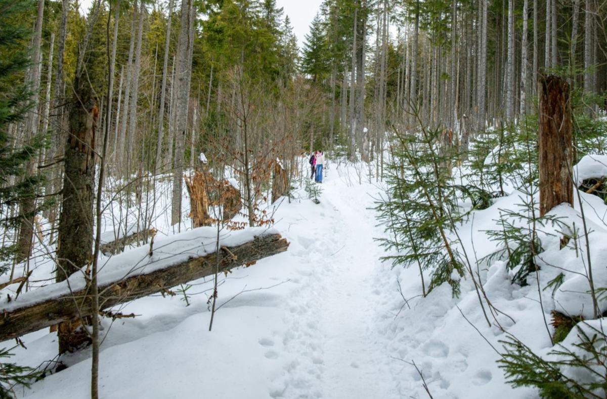 
                                                            
                                                                Nationalpark exklusiv - Winter im Nationalpark
                                                        