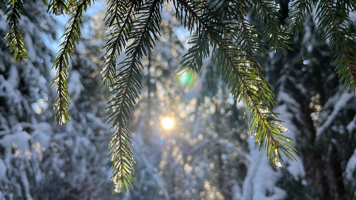 
                                                            
                                                                ABGESAGT! Nationalpark und Schöpfung - Ökumenische Laternenwanderung zu Lichtmess
                                                        