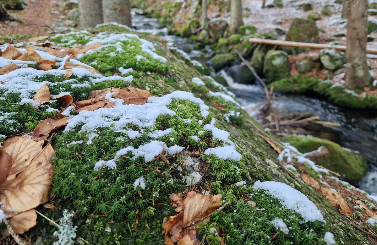 
                                                            
                                                                Das Geheimnis des Feenwaldes
                                                        