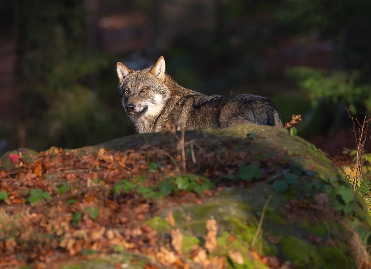 
                                                            Abends im Reich der Tiere
                                                        