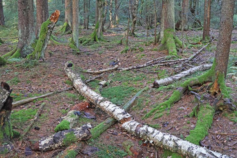 Nationalpark exklusiv - Naturschutzprojekte im Nationalpark