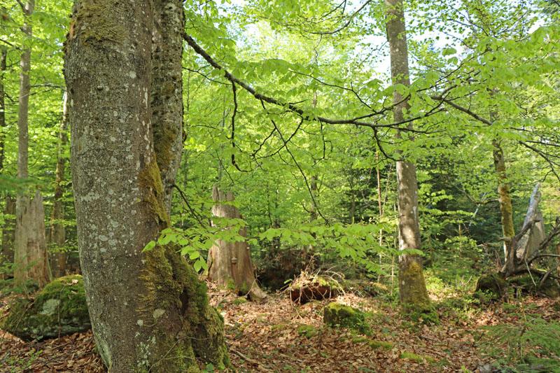 Wald tut gut