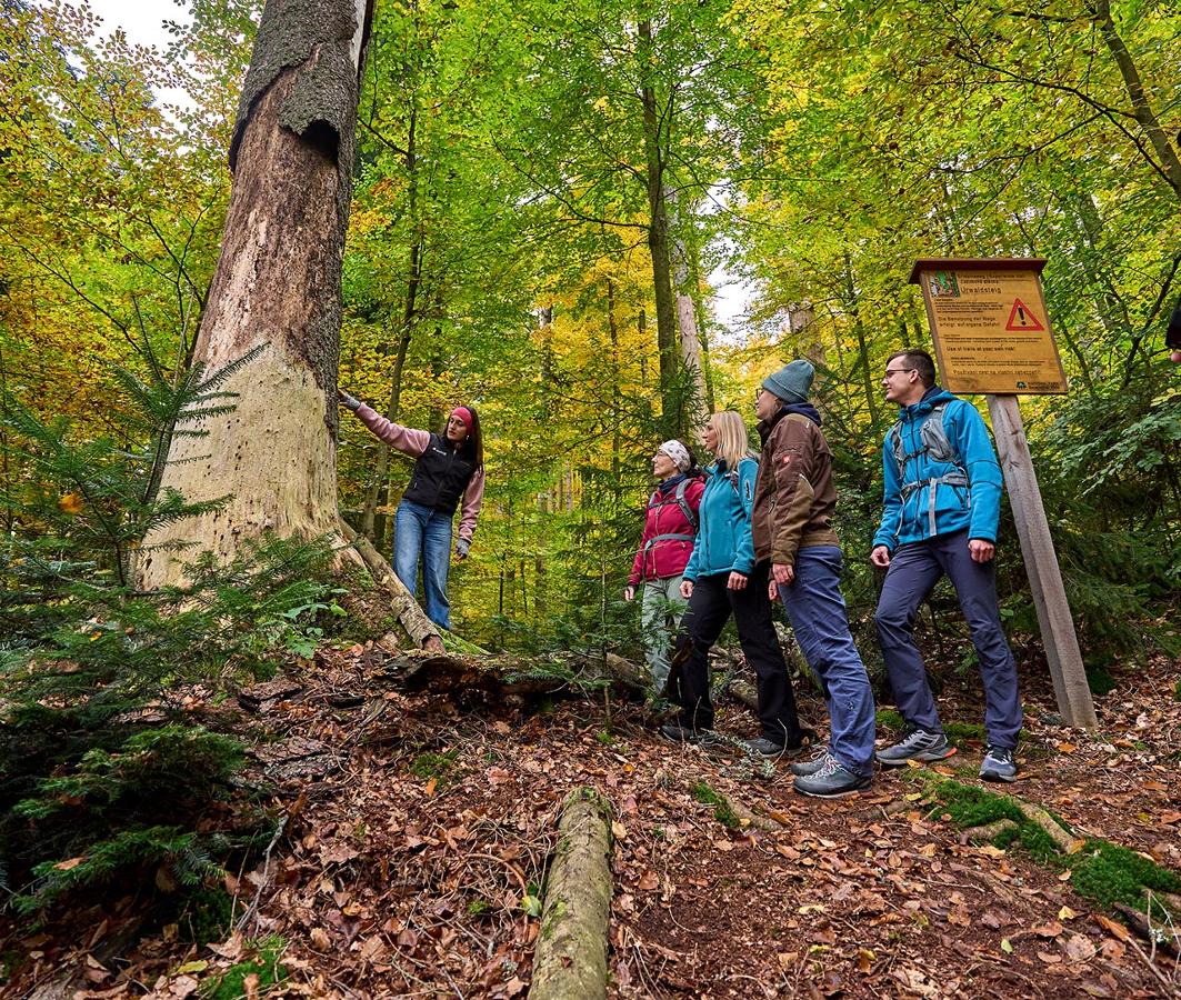 Der Urwaldsteig