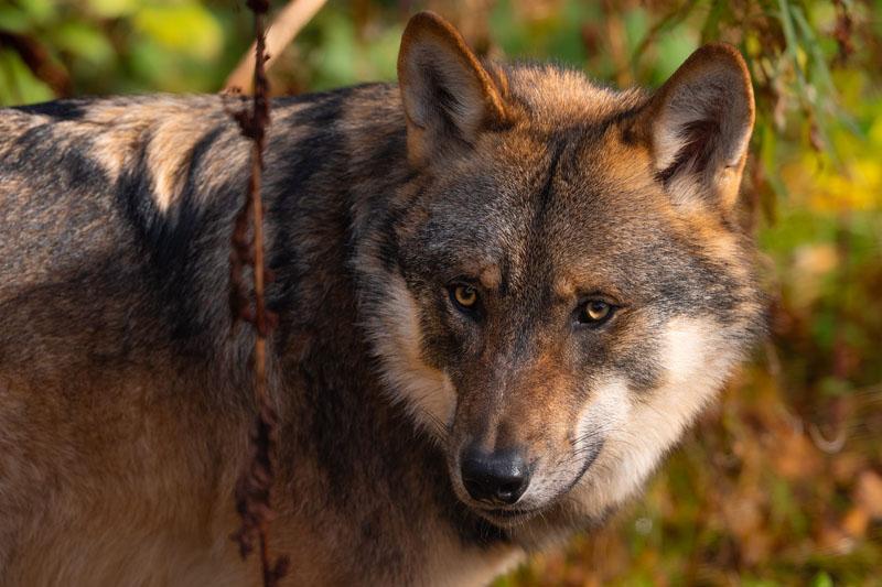 Nationalpark und Schöpfung - Wovon der Wolf träumt