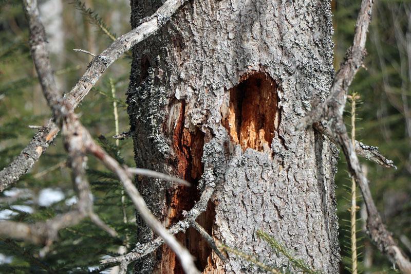 Nationalpark exklusiv - Baumhöhlen - Trittsteine der Artenvielfalt