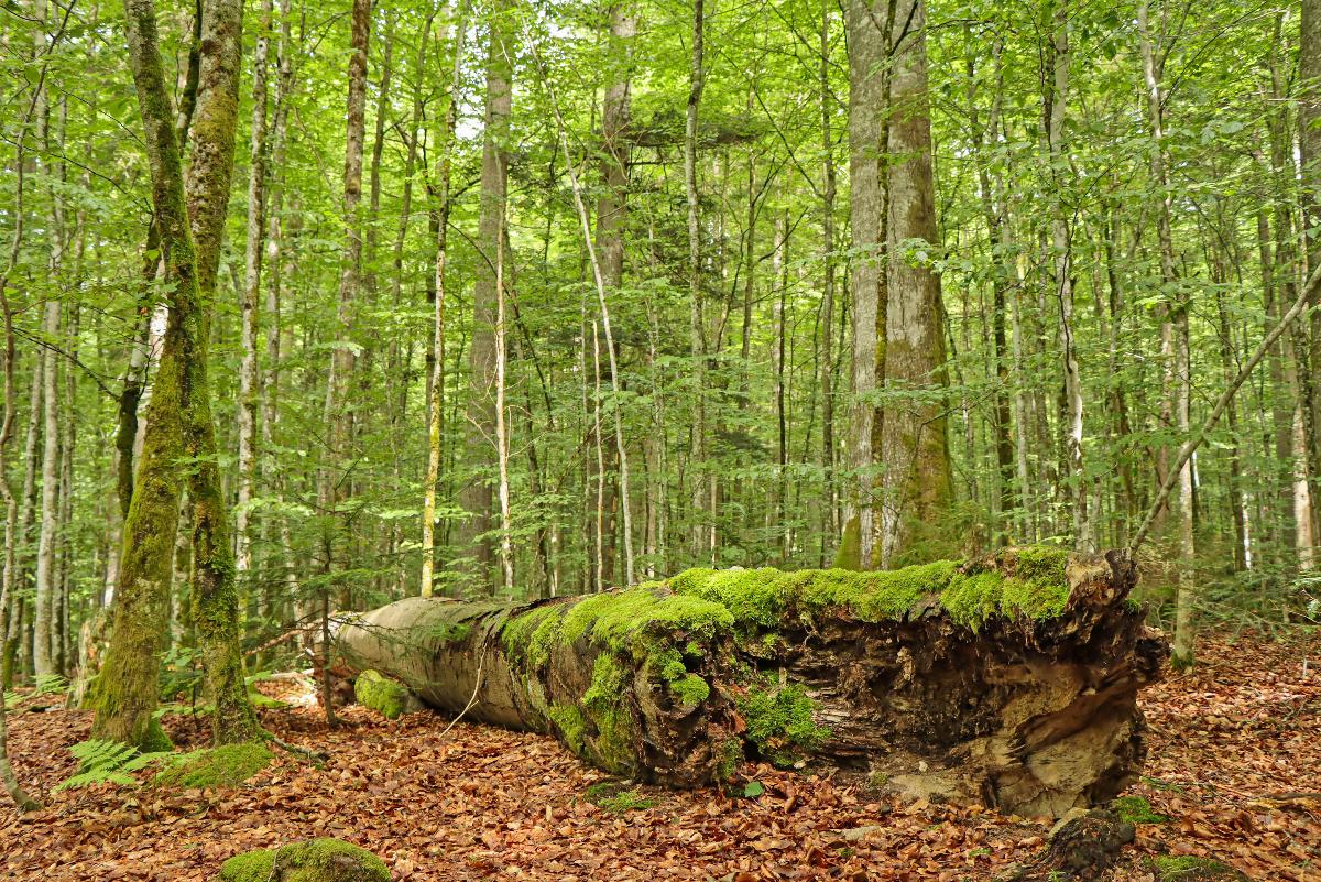 
                                                            Nationalpark exklusiv – Die Urwaldgebiete in Zwieslerwaldhaus
                                                        