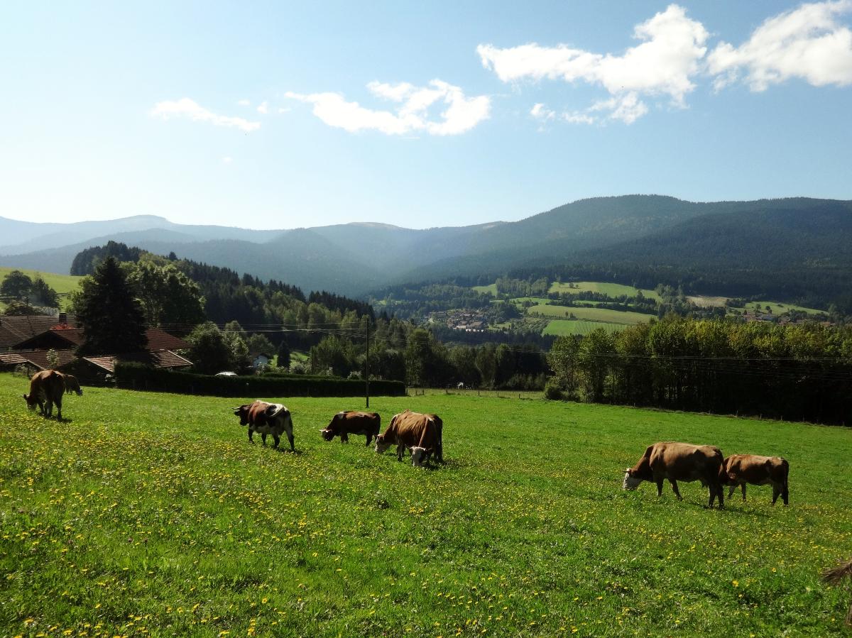 Urlaub auf dem Haberlhof in Lohberg