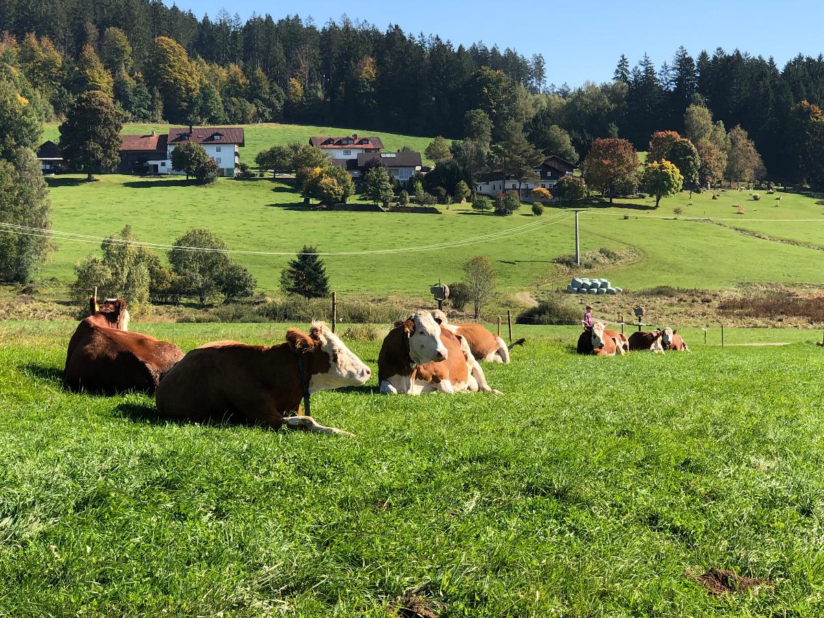 Biohof Weiderer in Lindberg