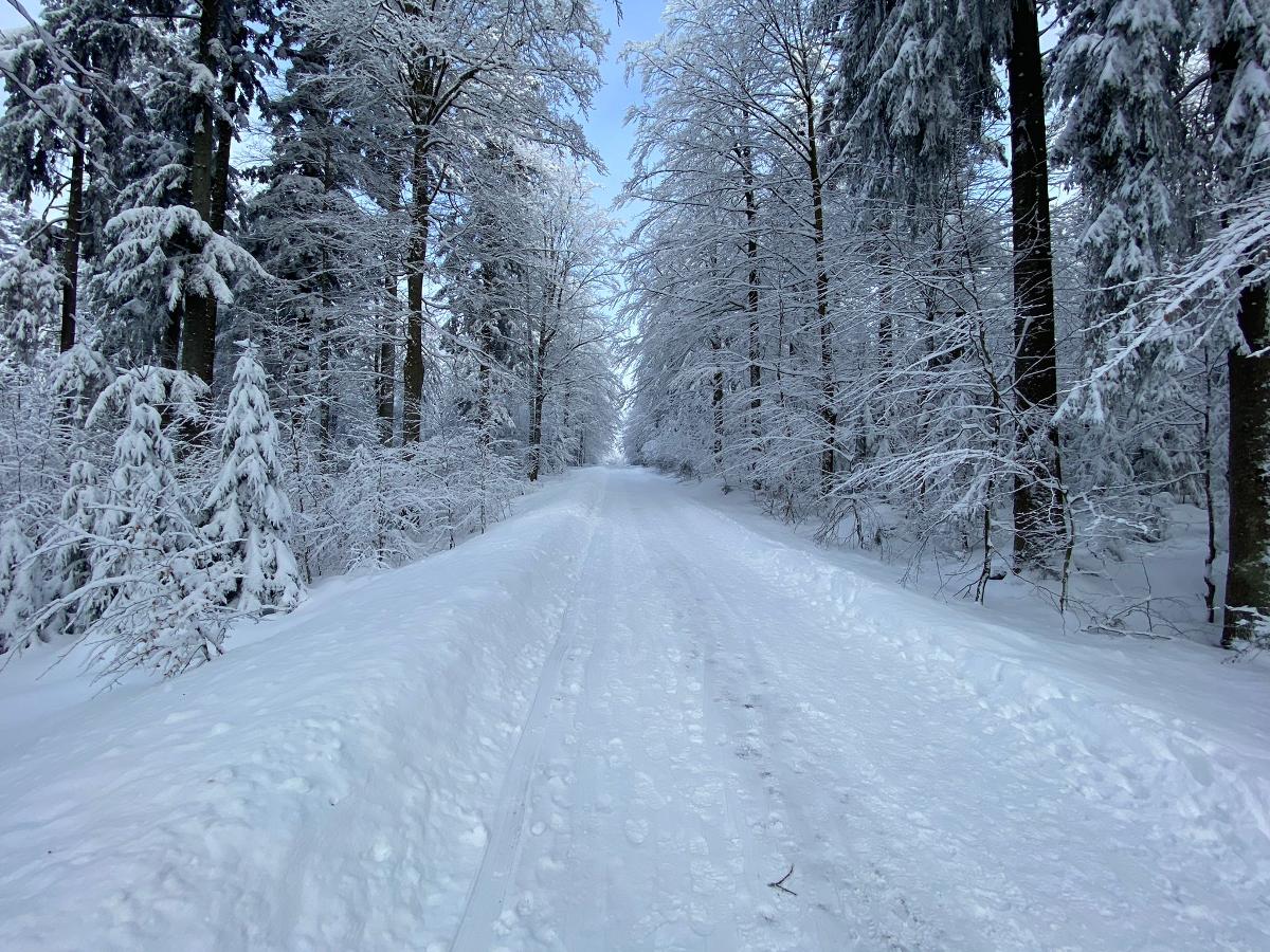 Haus Peschl  in Neureichenau