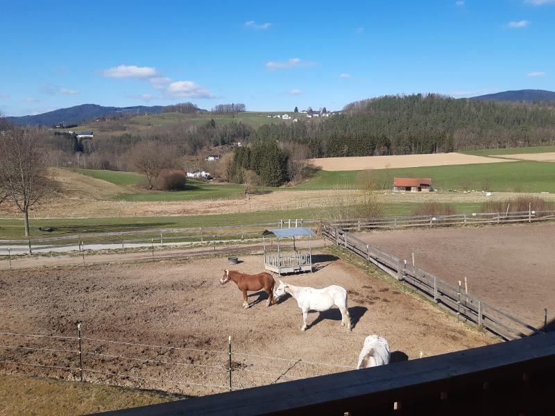 Feriendorf Schwarzholz * - ***** in Viechtach