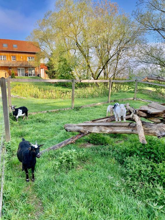 Feriendorf Schwarzholz * - ***** in Viechtach