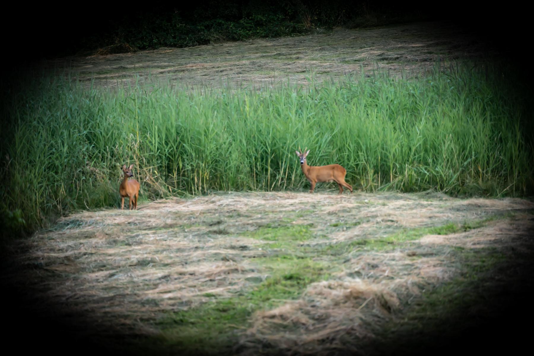 Ferienwohnungen Bauer – Auszeit mit Ausblick in Zenting