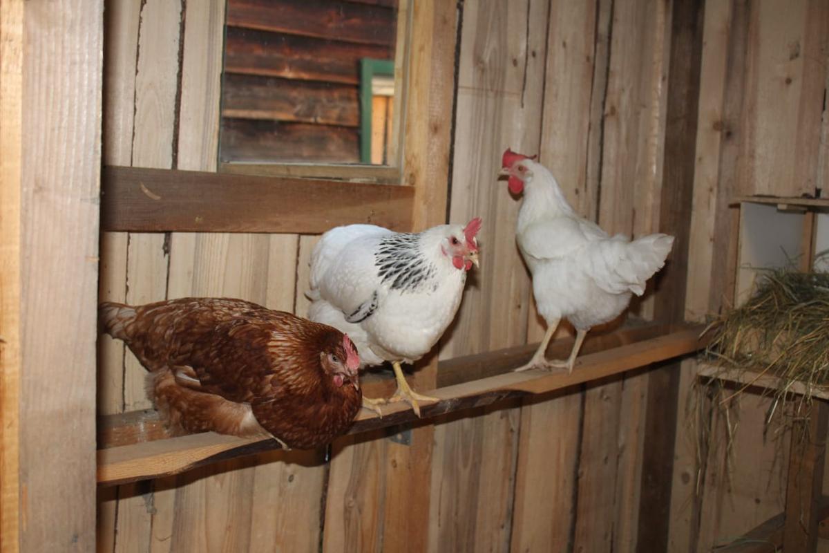 Ferienwohnung auf d. Bablsäge in Waldmünchen