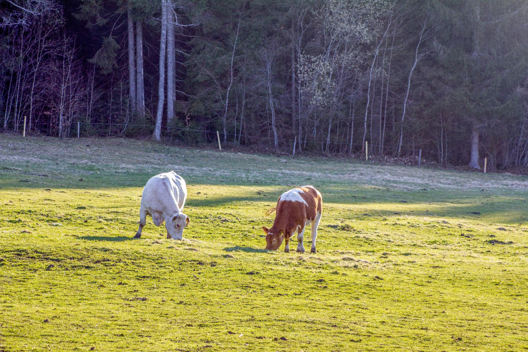 Zum Ödbauern in Lam