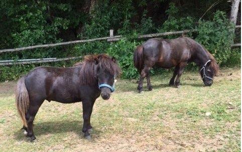 Ponyhof Killinger  in Zwiesel