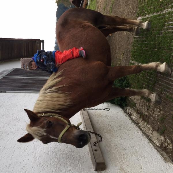 Ponyhof Killinger  in Zwiesel