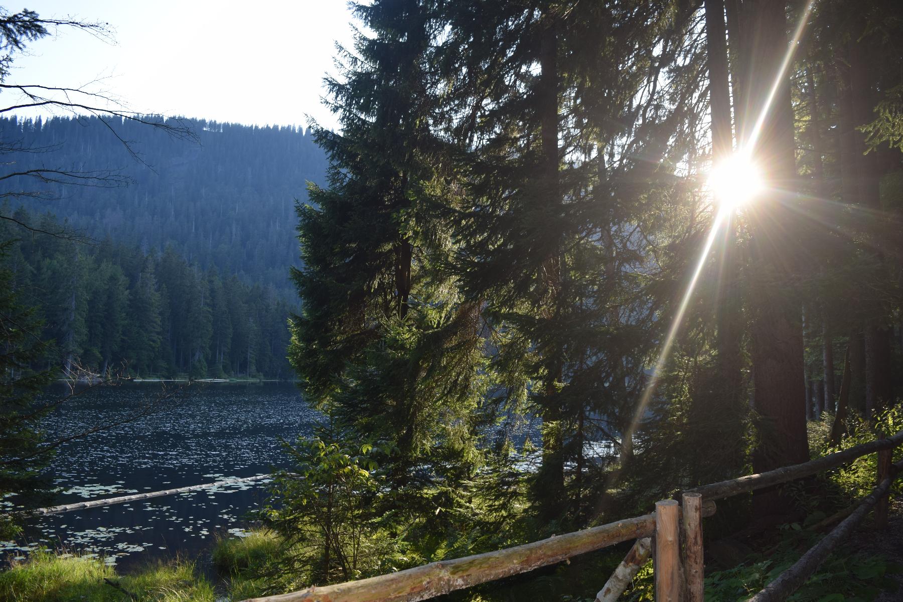 Ferienwohnungen-Riedl in Lam