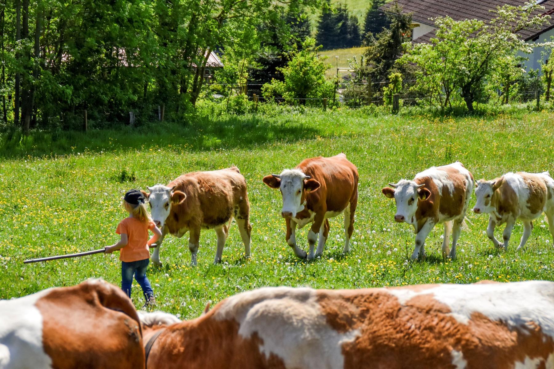 Urlaub auf dem Haberlhof in Lohberg
