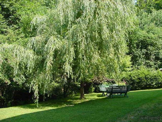 Haus Peschl  in Neureichenau