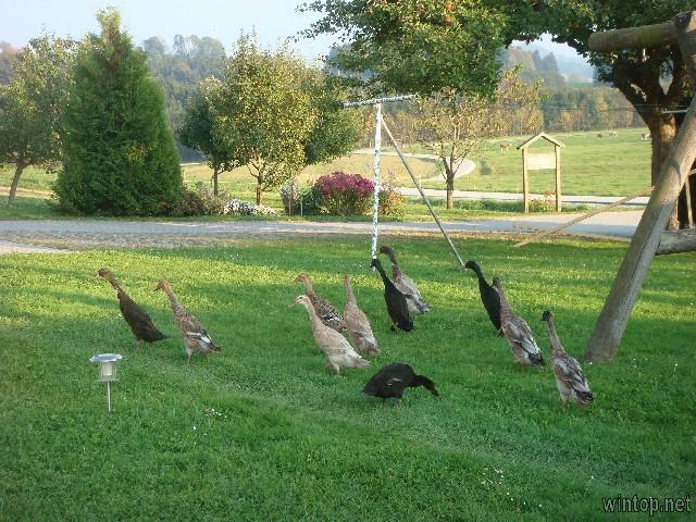 Beim Bergler in Neureichenau
