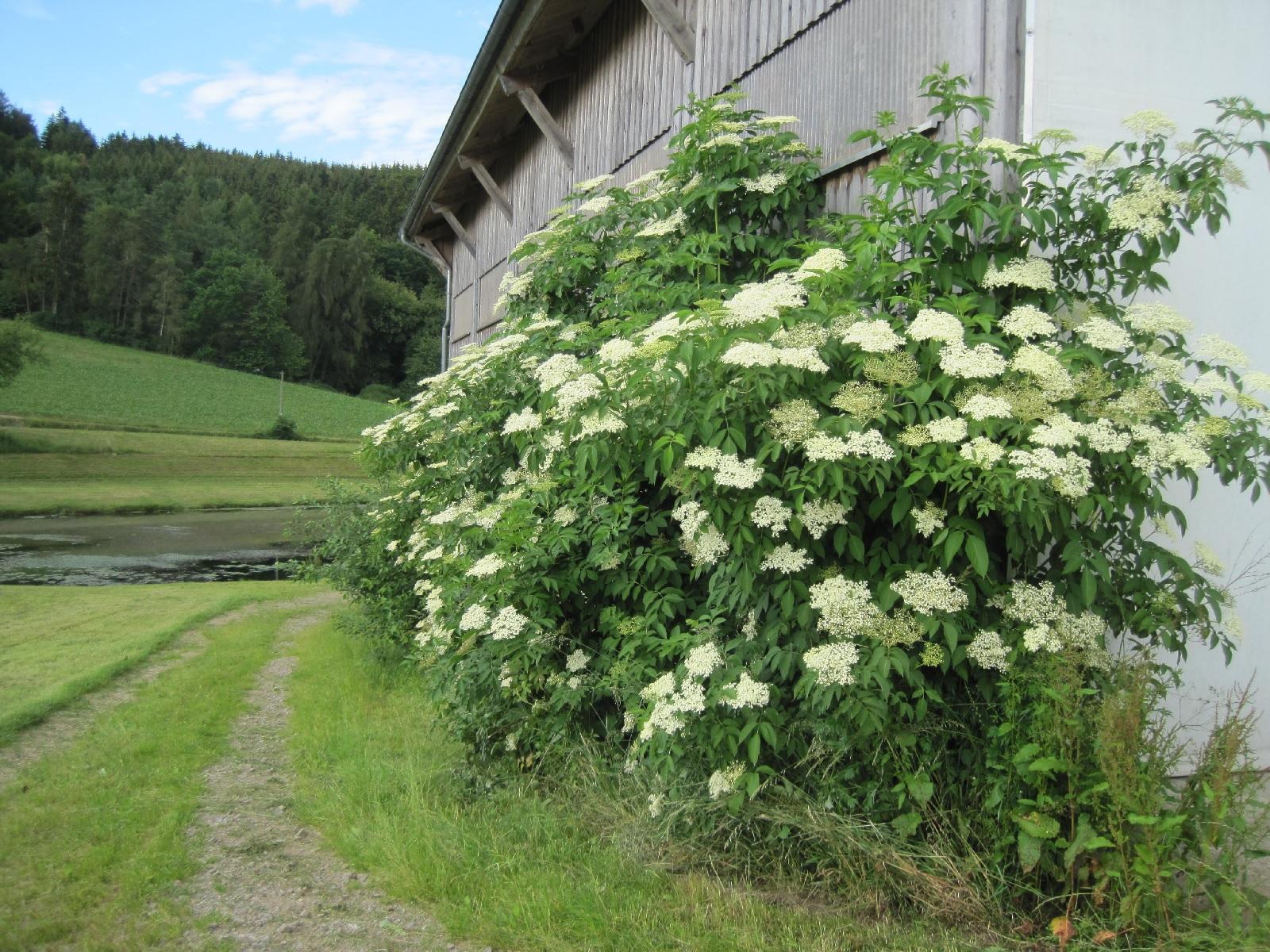 Gschwandnerhof  in Michelsneukirchen