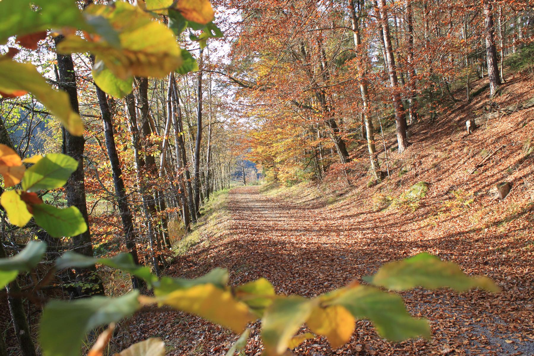 Ferienhof Aiginger in Grafenau