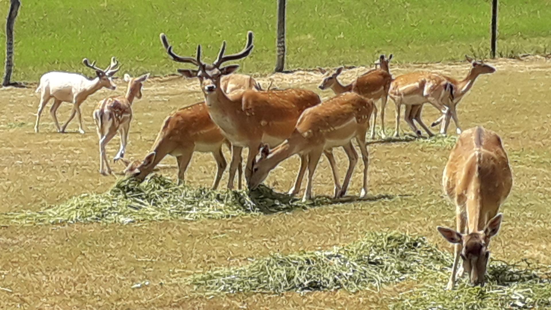 LANDGASTHOF Postwirt - FeWo in Lam