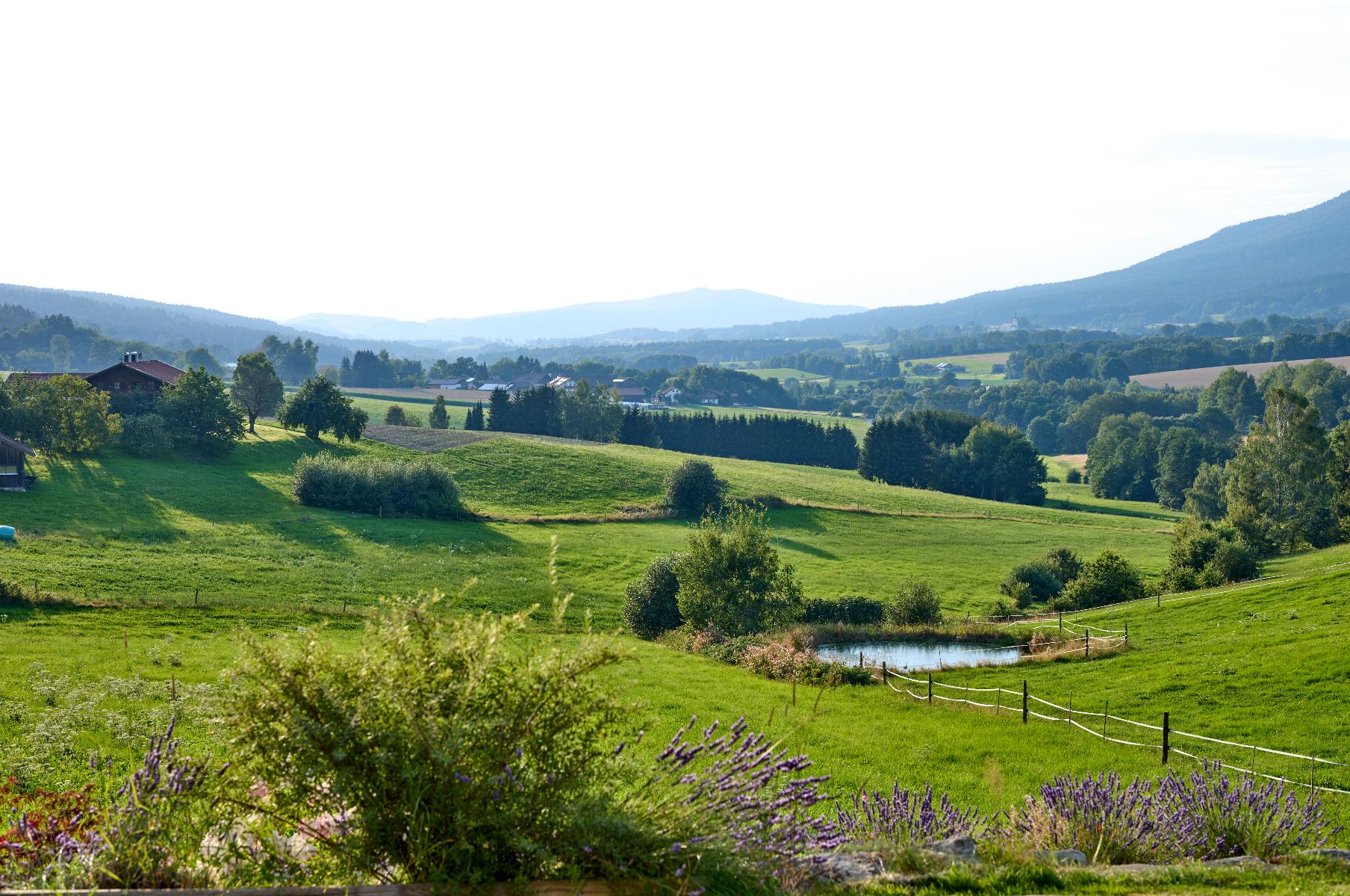 Schoffahanslhof in Arnbruck