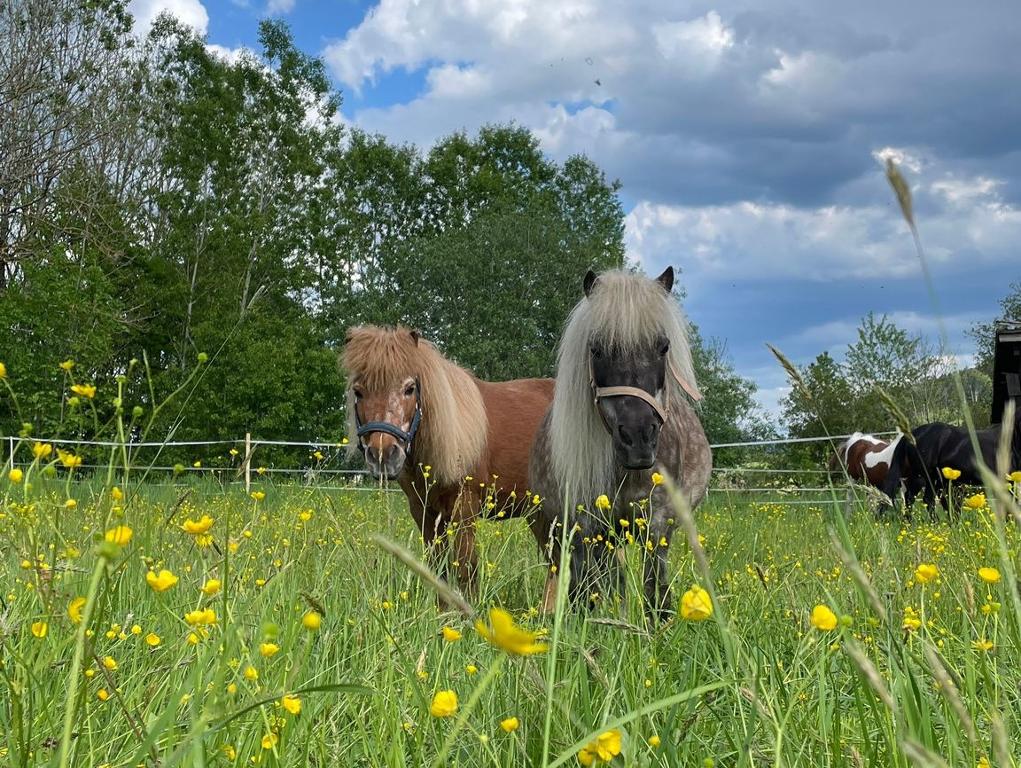  Landurlaub bei Familie Haug in Freyung