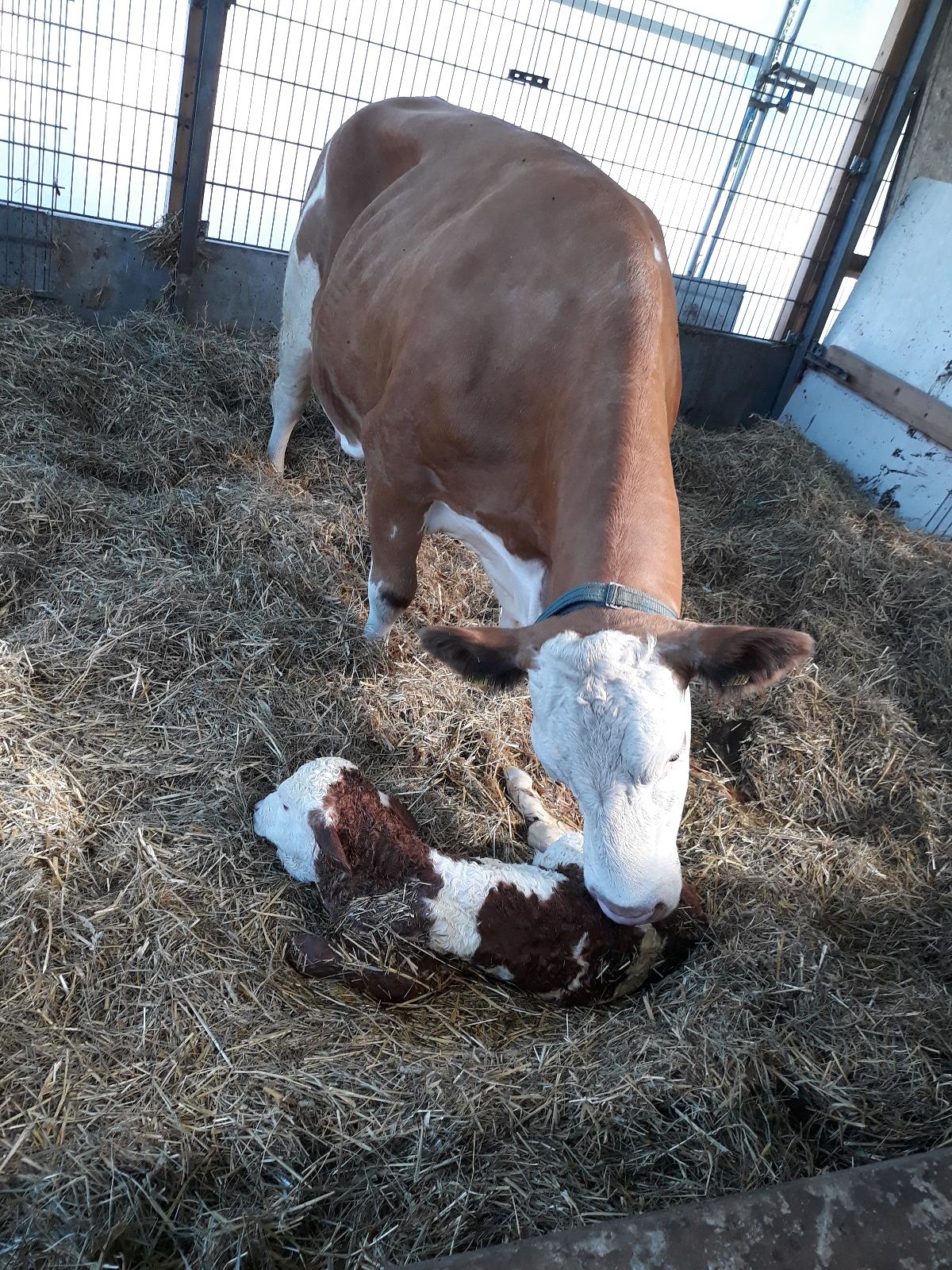 Ferienbauernhof Rosenberger in Hauzenberg