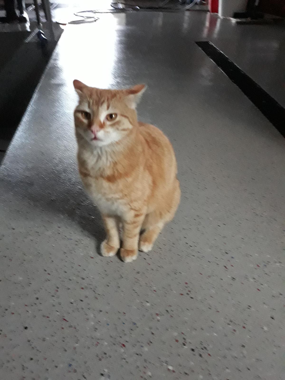 Ferienbauernhof Rosenberger in Hauzenberg