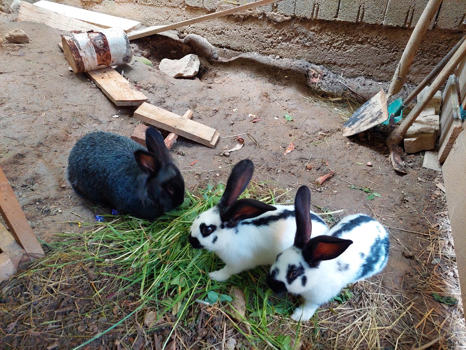 Schedlbauernhof in Arnbruck
