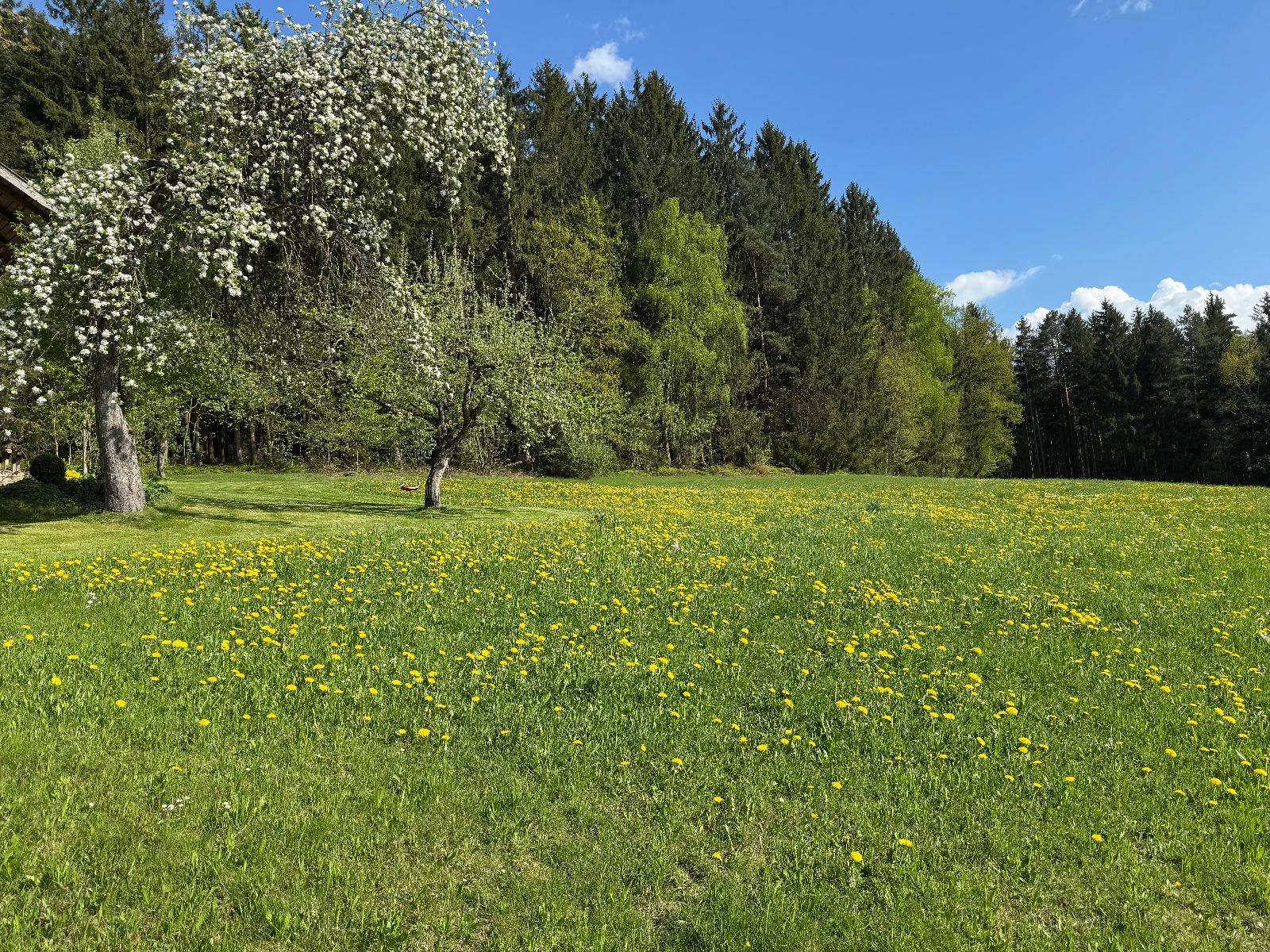 Ferienhof Schauer in Drachselsried