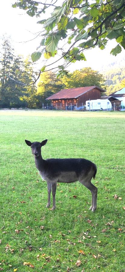 Apartment Rehblick in Hohenwarth