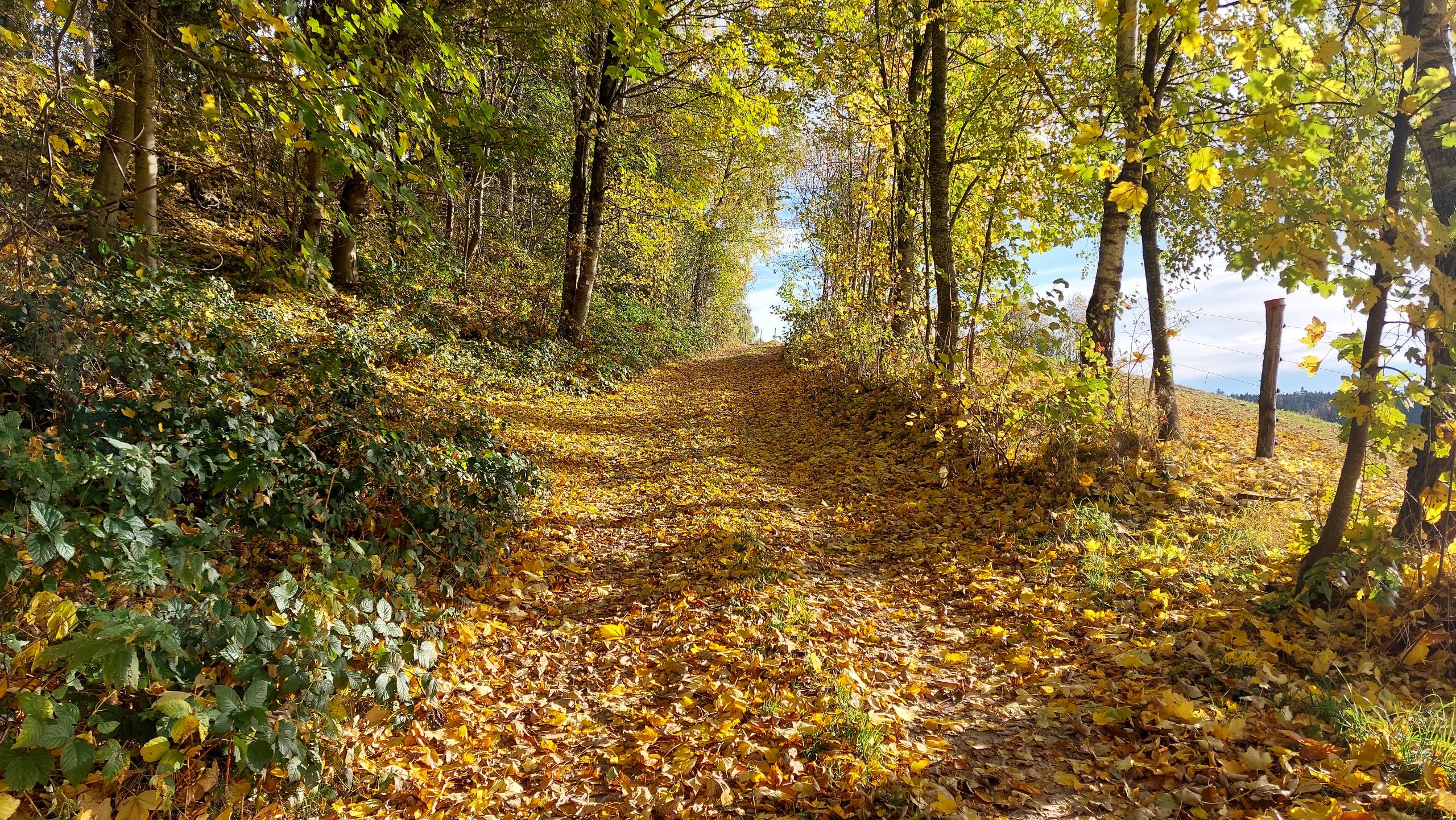 Ferienwohnung Maier in Rinchnach