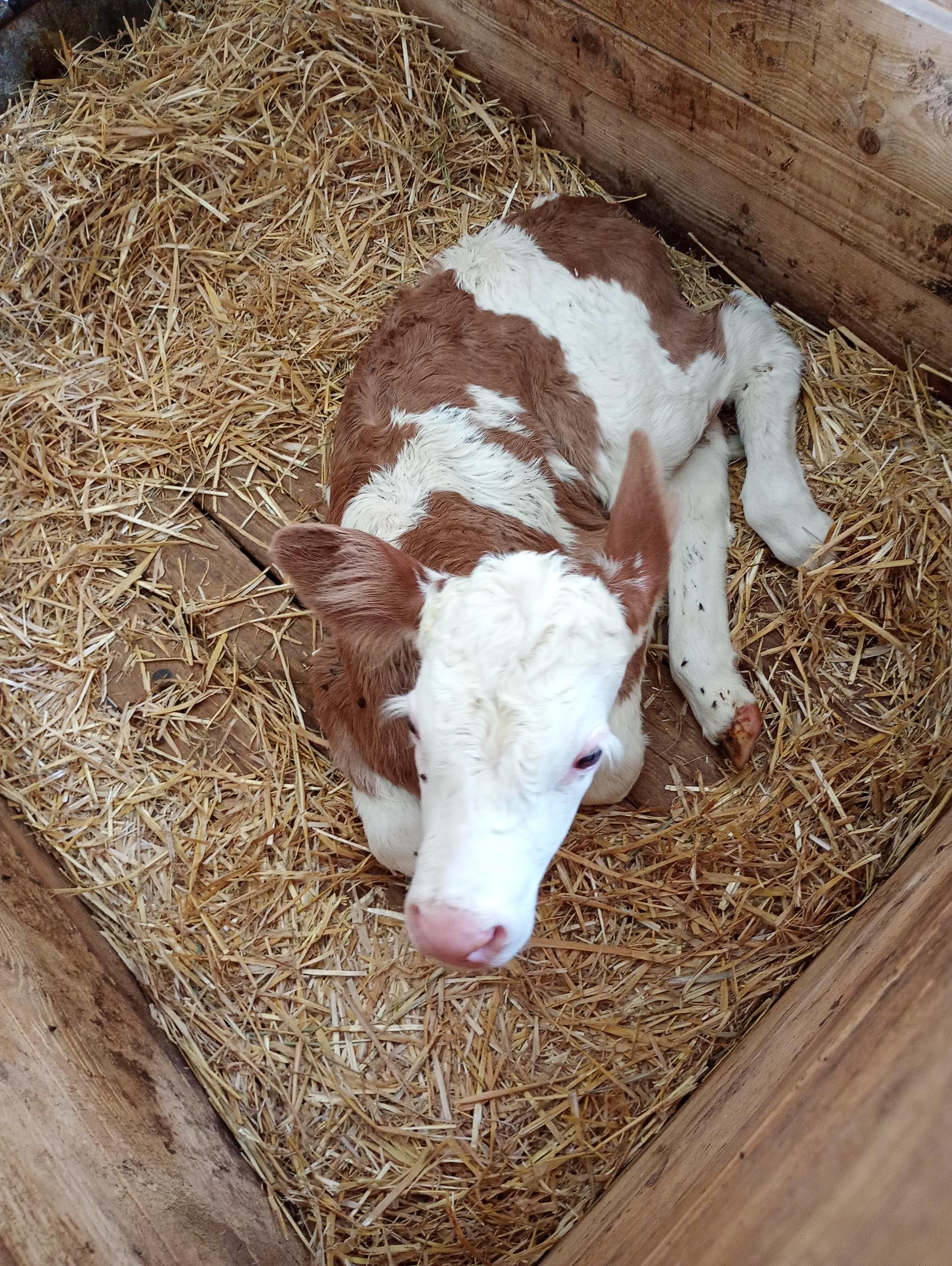 Simeth Regina in Neukirchen beim Heiligen Blut