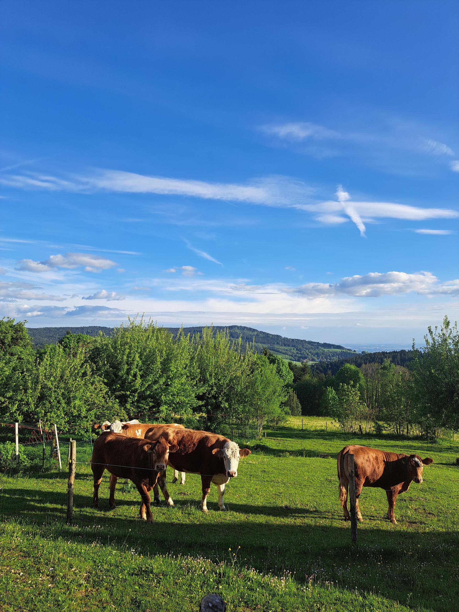 Schießlhof in Sankt Englmar