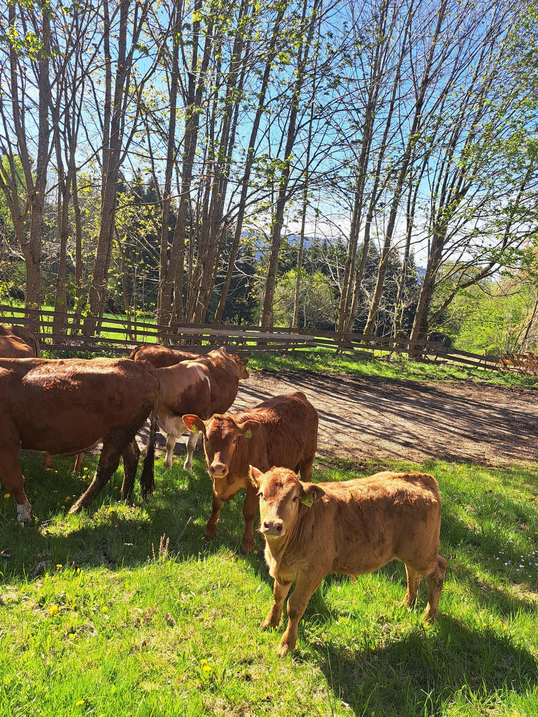 Schießlhof in Sankt Englmar